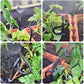 🔥Letzter Tag 50 % Rabatt✨360° Curved Garden Automatic Irrigation System