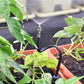 🔥Letzter Tag 50 % Rabatt✨360° Curved Garden Automatic Irrigation System
