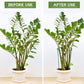 🌱 50% RABATT! 🪴 Pflanzenstützen für drinnen & draußen – Verstellbar, stabil & ideal für Tomaten, Blumen und Kletterpflanzen – fördert gesundes Wachstum 🌿