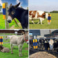🐴 50% RABATT!🤏 Tierpflege‑Massagebürste für Nutztiere, hautschonend🐄