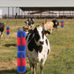 🐴 50% RABATT!🤏 Tierpflege‑Massagebürste für Nutztiere, hautschonend🐄
